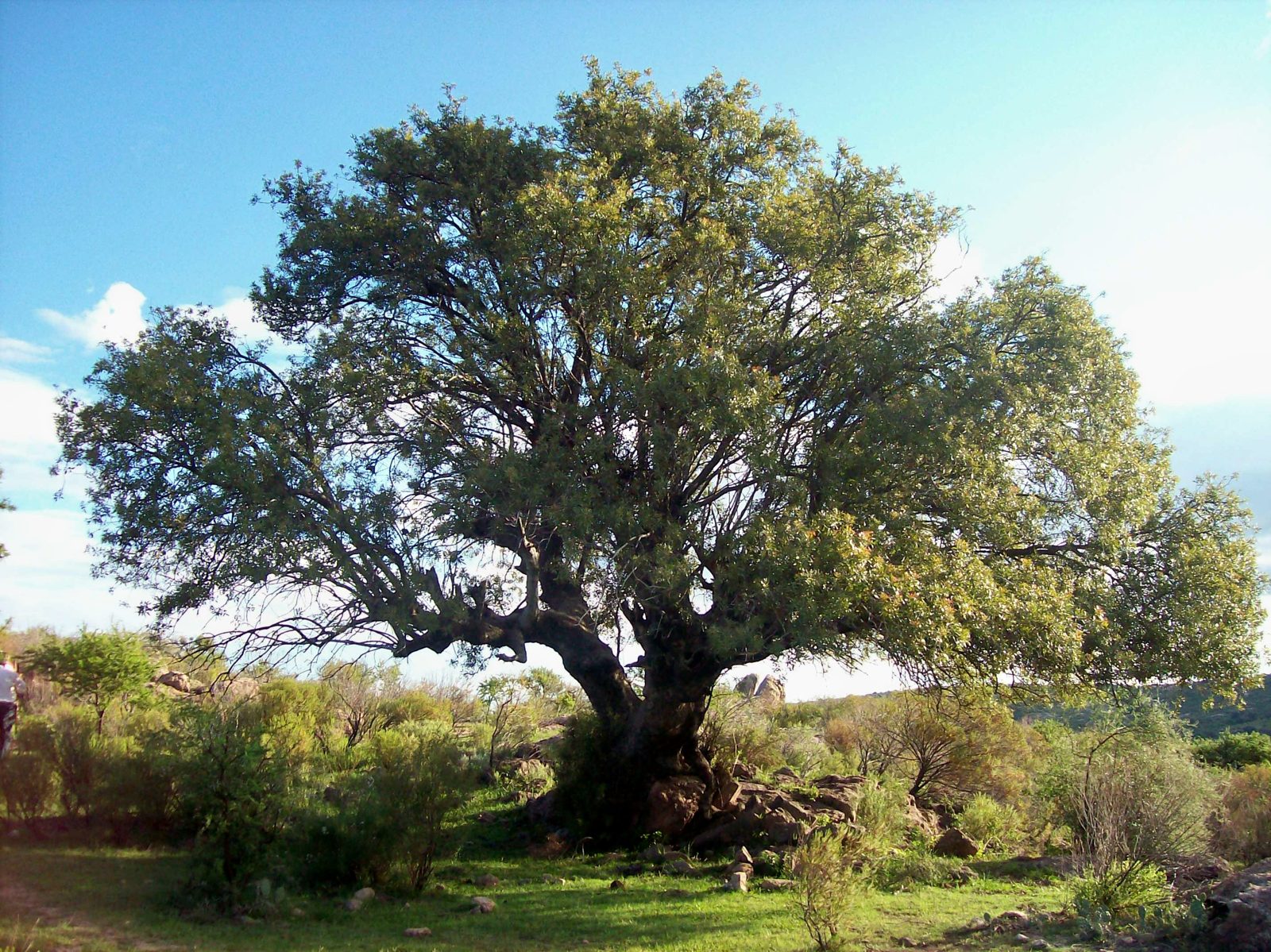 Arrayán