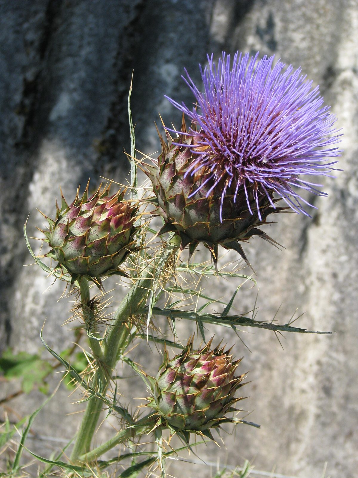 Cardo