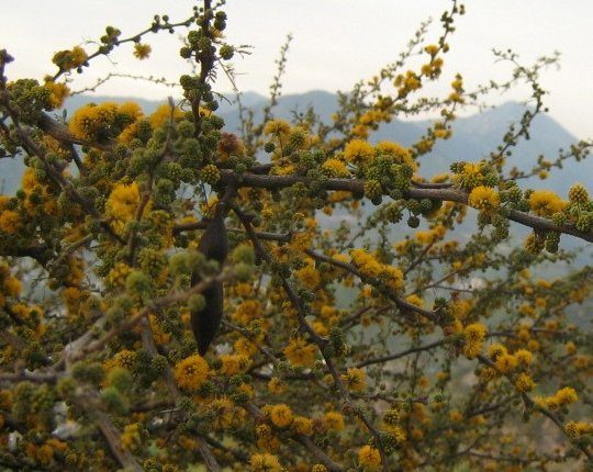 Espinillo